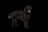 Flat Coated Retriever