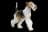 Foxterrier Drahthaar