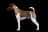 Smooth Fox Terrier