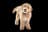 Goldendoodle