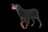 Gordon Setter