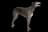 Greyhound