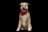 Griffon Fauve de Bretagne