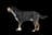 Greater Swiss Mountain Dog