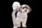 Havanese