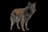 Dutch Shepherd