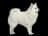 Indischer Spitz