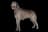 Irish Wolfhound