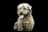 Irish Glen of Imaal Terrier