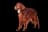 Irish Red Setter