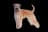 Irish Soft Coated Wheaten Terrier