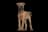Irish Terrier