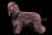 Irish Water Spaniel