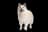 Icelandic Sheepdog