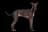 Galgo Italiano