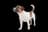 Jack Russell Terrier