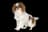 Japanese Chin