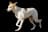 Canaan Dog