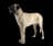 Kangal çoban köpeği