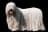 Komondor