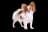 Continental Toy Spaniel