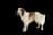 Kooikerhondje