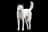 Korea Jindo Dog