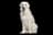 Kuvasz