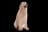 Labradoodle