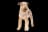 Lakeland Terrier