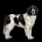 Landseer