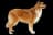 Rough Collie