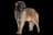 Leonberger