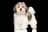 Lhasa Apso