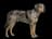 Catahoula Leopard Dog