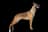 Belgian Malinois
