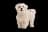 Maltipoo