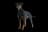 Manchester Terrier