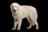 Maremma Sheepdog