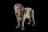 Neapolitan Mastiff