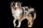 Miniature American Shepherd