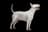 Miniature Bull Terrier