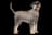 Mittelschnauzer