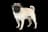 Mops