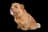 Norfolk Terrier
