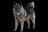 Norwegischer Elchhund Grau