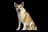 Norwegian Lundehund