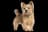 Norwich Terrier