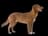 Nova Scotia Duck Tolling Retriever