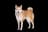 East Siberian Laika